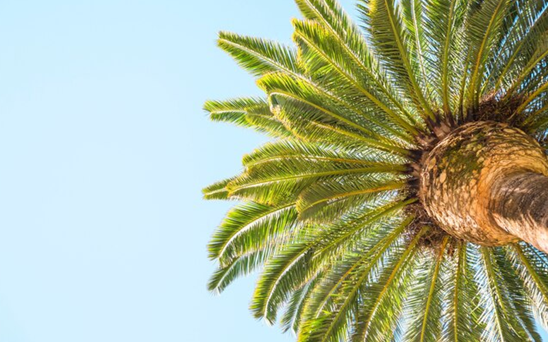 Saw palmetto