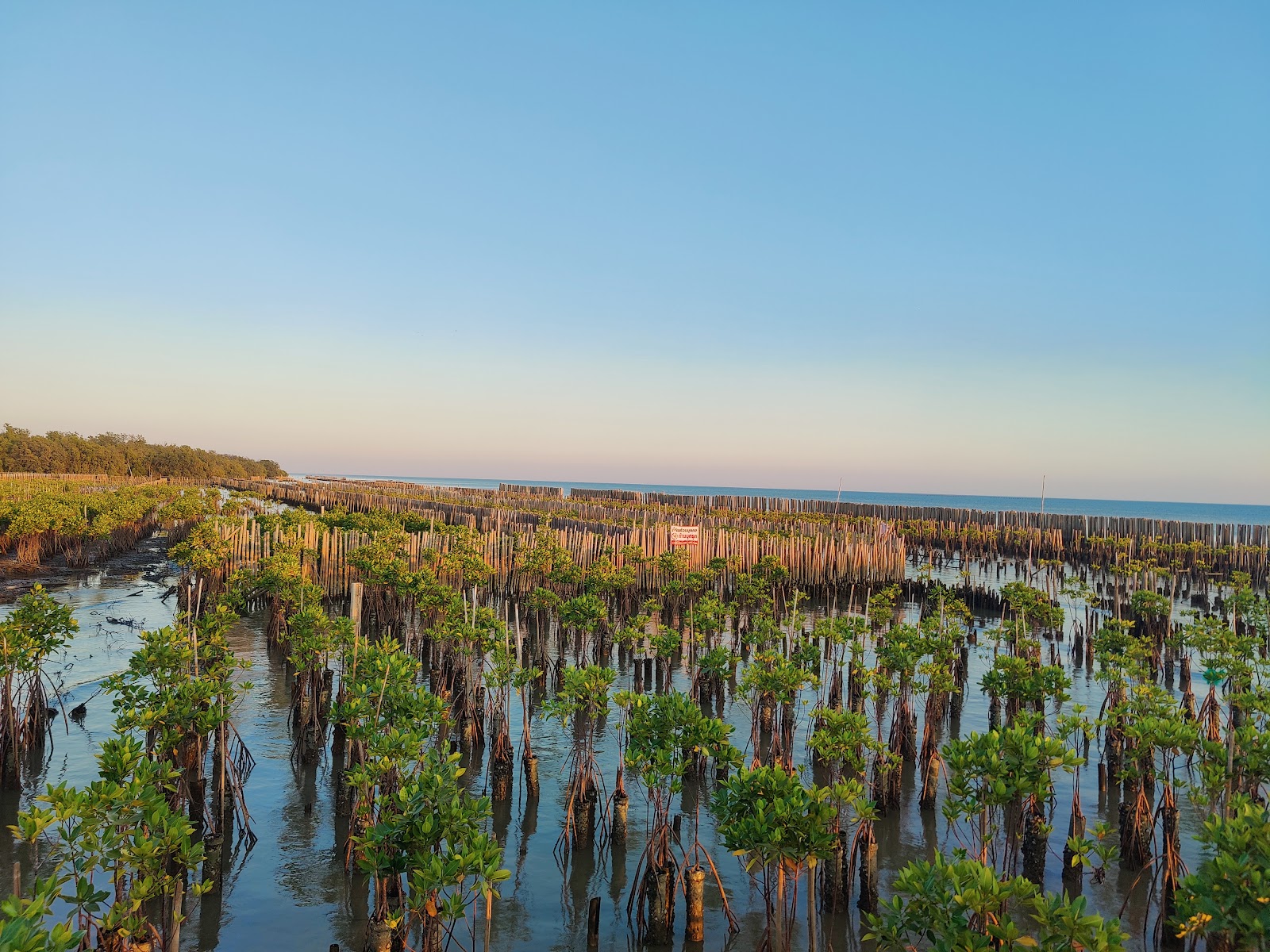 Young mangroves and bamboo breakwaters in shallow water on the Bang Khun Thian coast