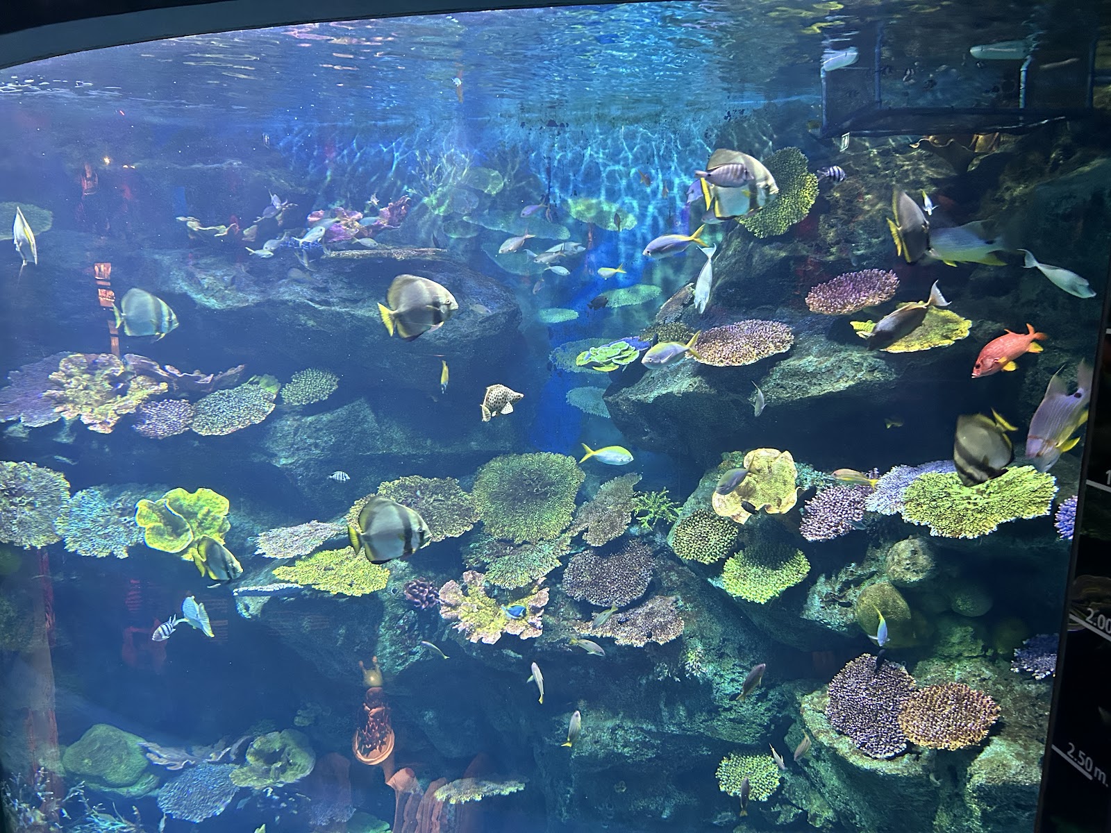 A large coral reef tank with fish at SEA LIFE Bangkok Ocean World
