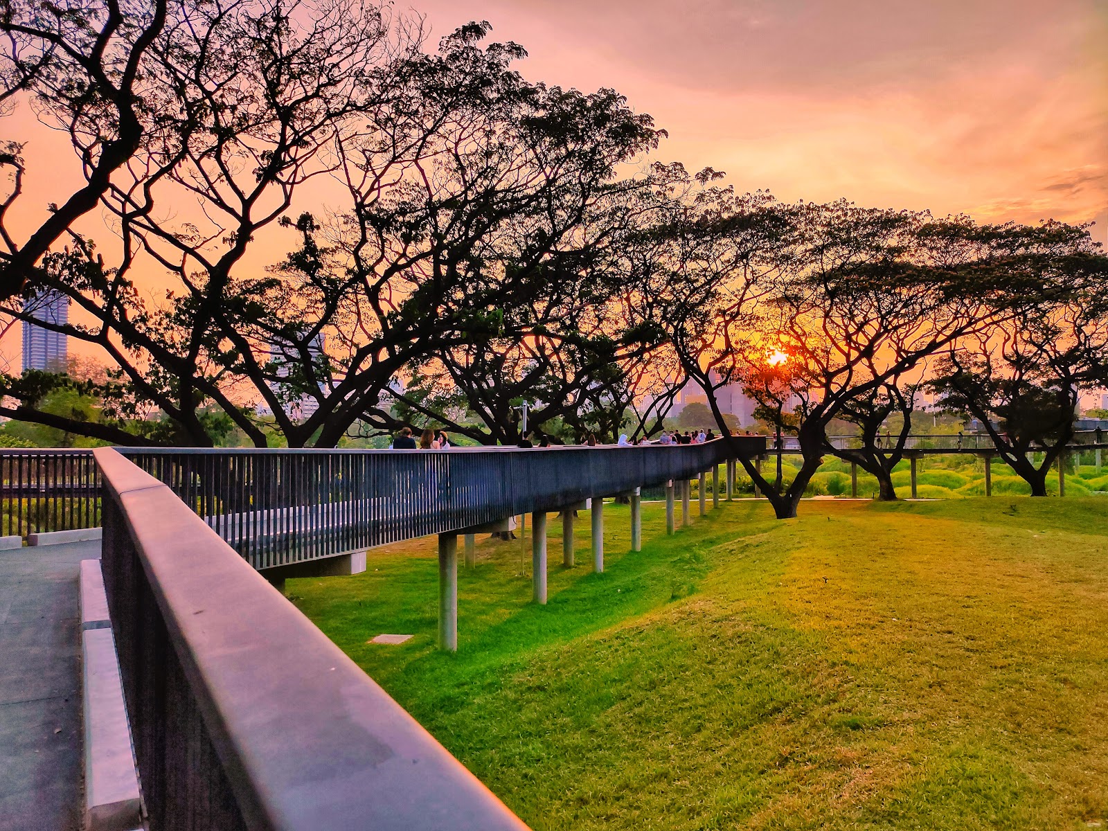 The elevated skywalk at Benjakitti Park running past rain trees at sunset