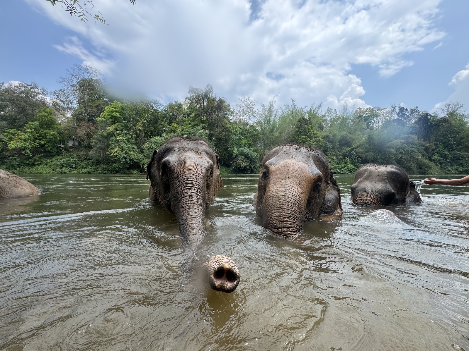Three elephants in the river at Elephant Haven, Sai Yok
