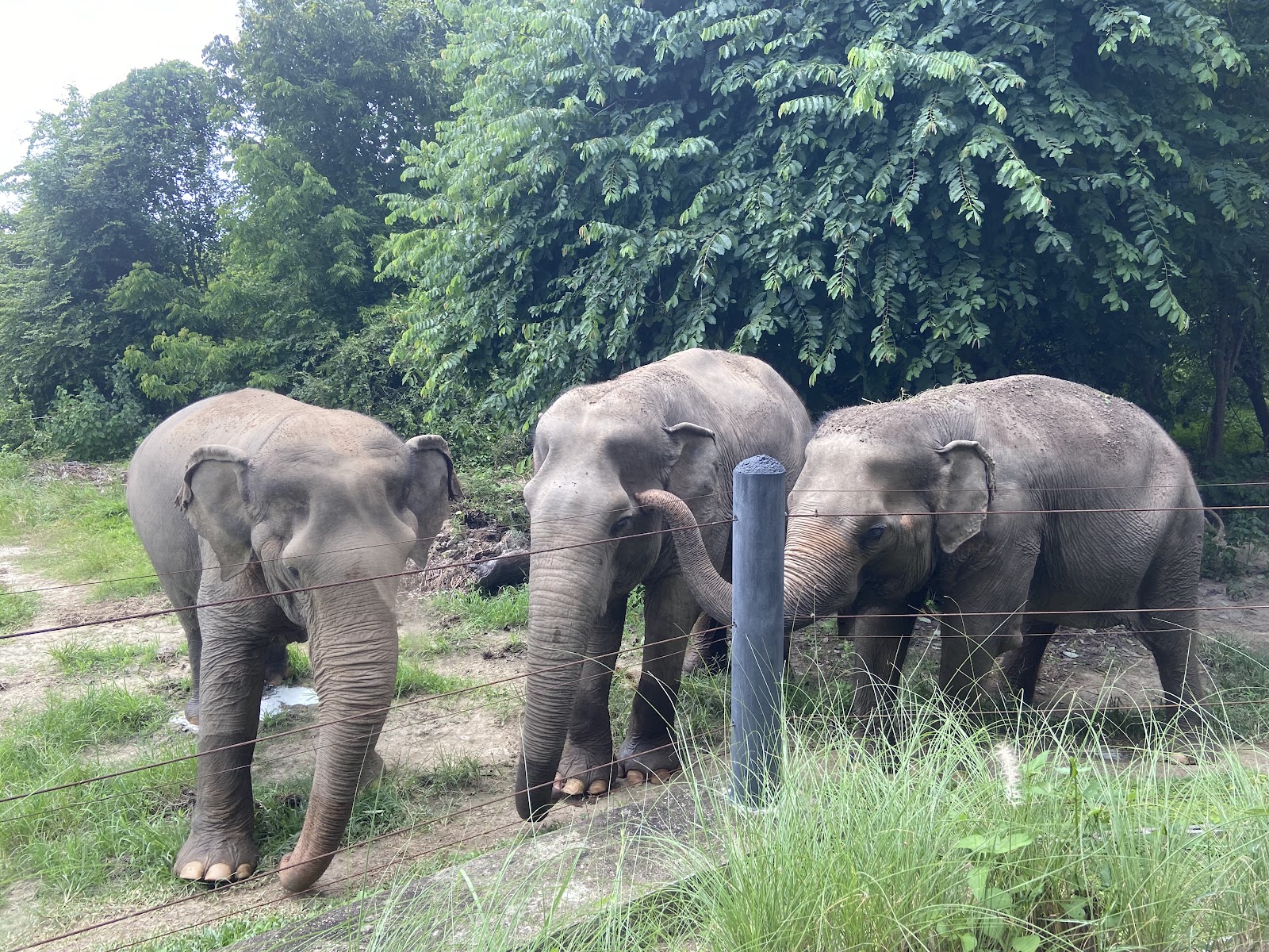 Three elephants in a grassy enclosure at Wildlife Friends Foundation Thailand