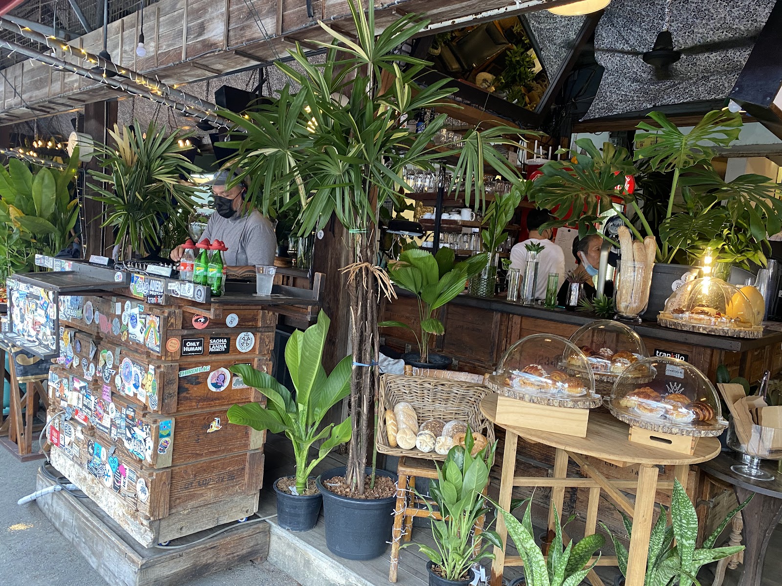 A leafy Chatuchak market stall and cafe counter surrounded by potted plants