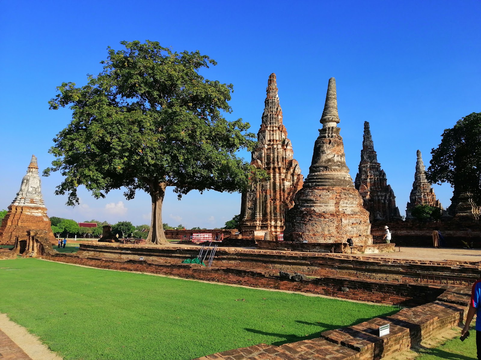 The central prang and smaller chedis of Wat Chaiwatthanaram beside a large tree under a blue sky