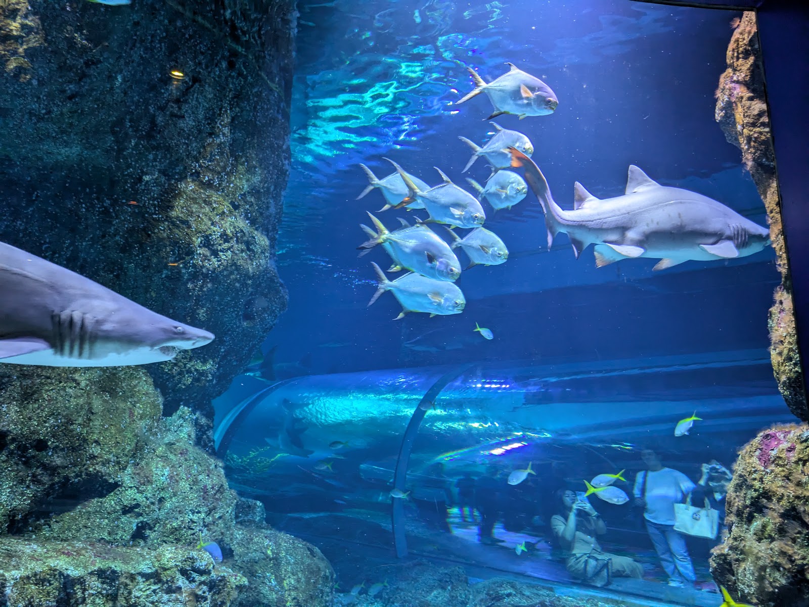 Sharks and fish passing along the glass tunnel at SEA LIFE Bangkok Ocean World